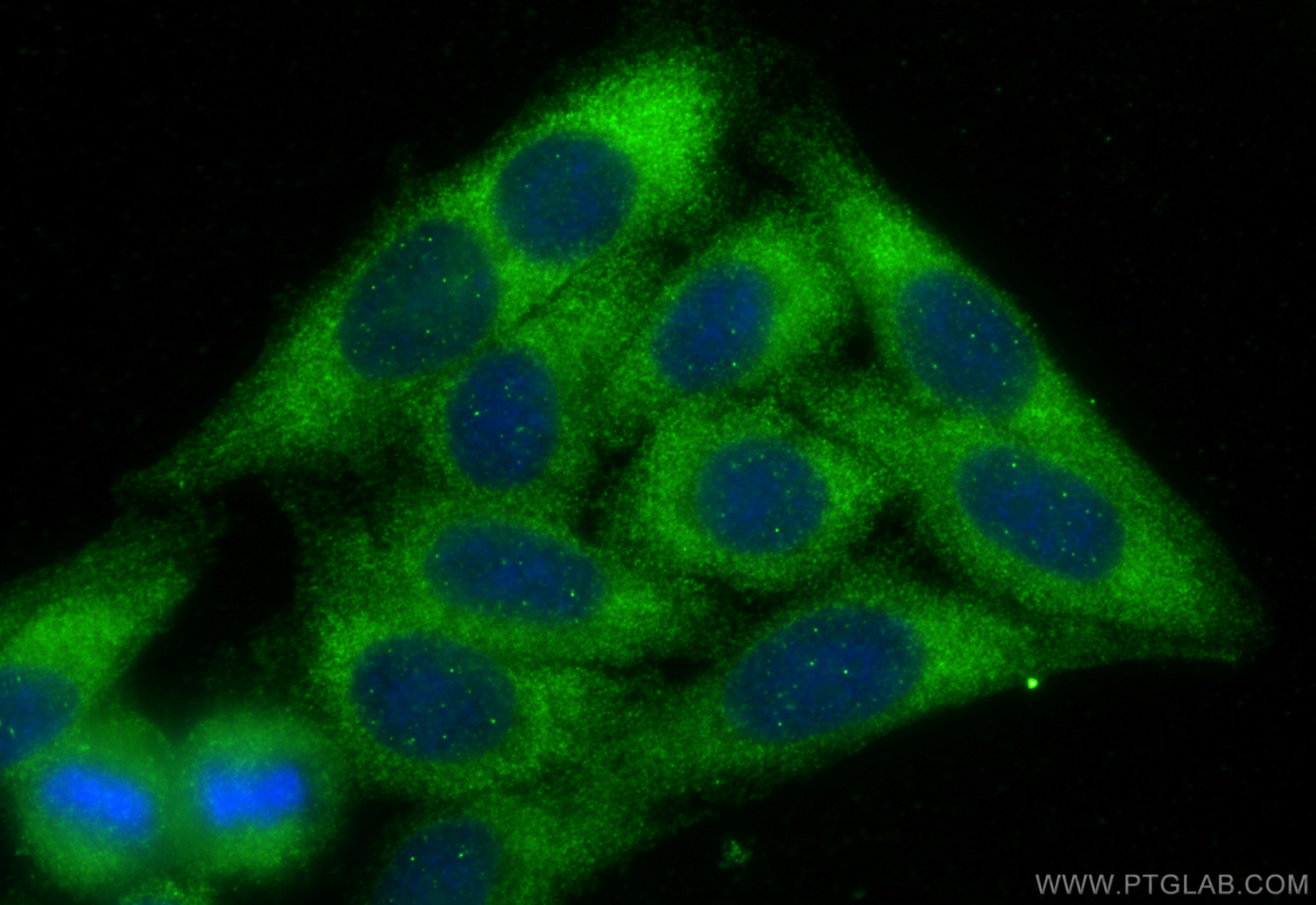 Immunofluorescence (IF) / fluorescent staining of HepG2 cells using KHDC3L Polyclonal antibody (24989-1-AP)