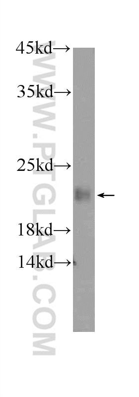 Western Blot (WB) analysis of human testis tissue using KHDC3L Polyclonal antibody (24989-1-AP)