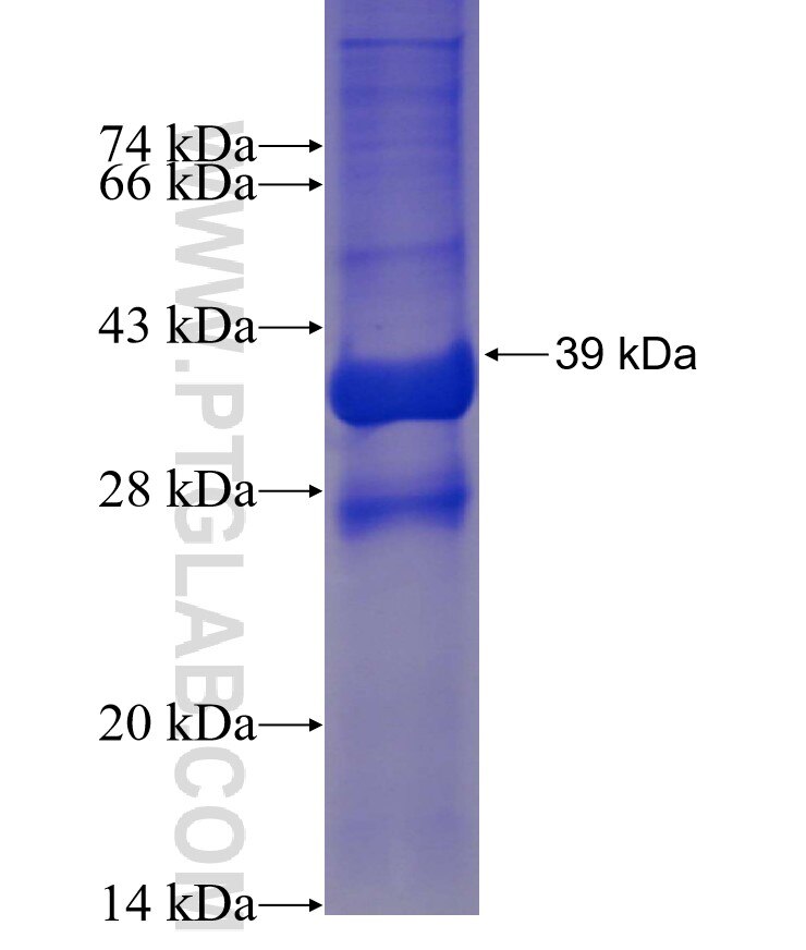 C6orf25 fusion protein Ag23442 SDS-PAGE