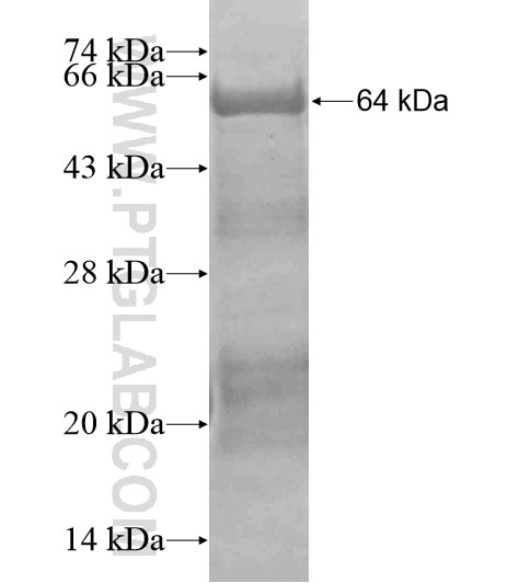 C6orf97 fusion protein Ag19329 SDS-PAGE