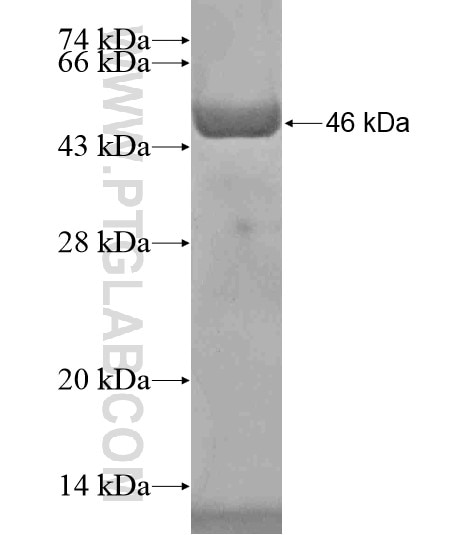 C6orf97 fusion protein Ag19370 SDS-PAGE