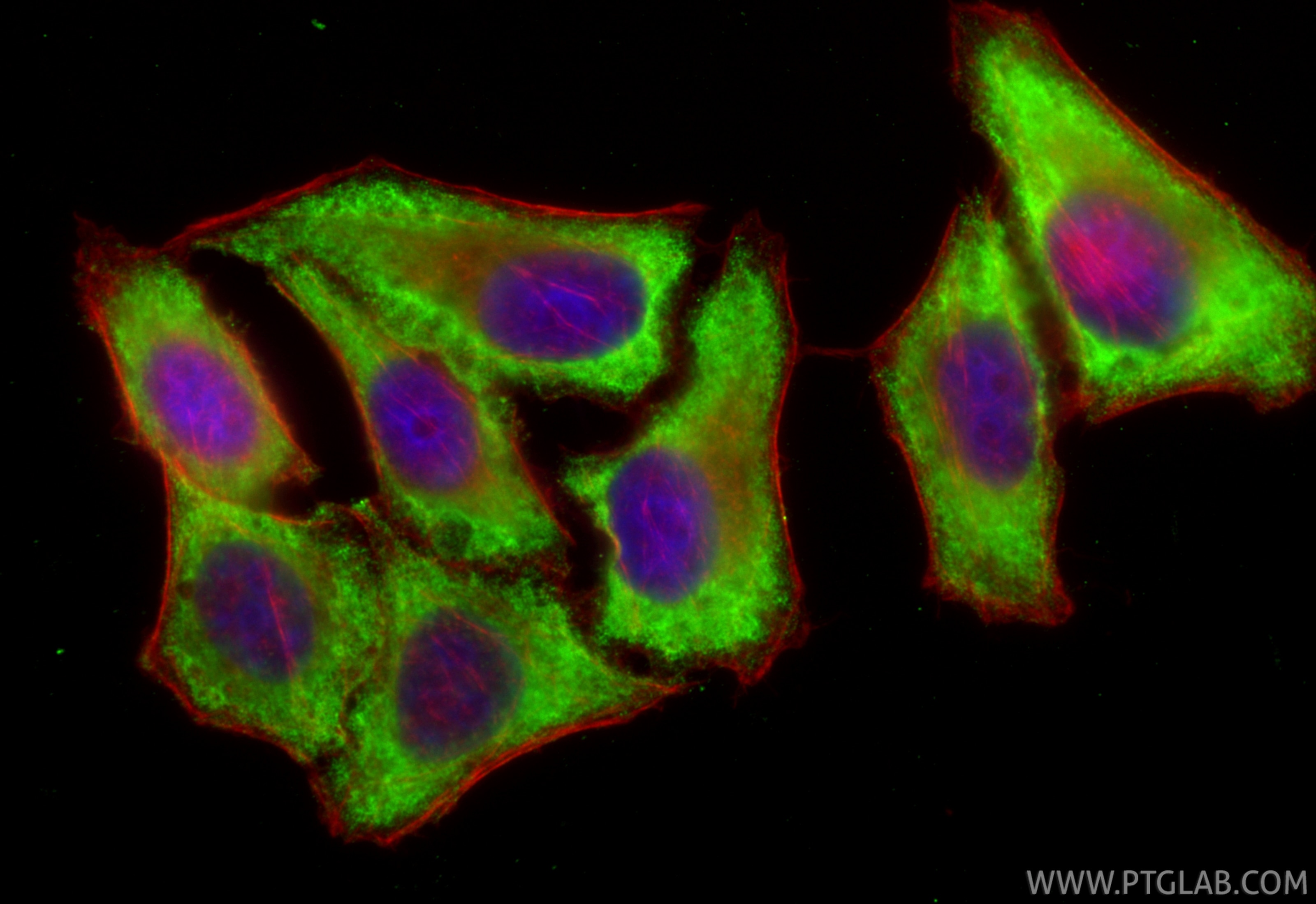 Immunofluorescent analysis of (-20°C Ethanol) fixed HepG2 cells using CoraLite® Plus 488 C7 antibody (CL488-66908, Clone: 1H9C4 ) at dilution of 1:200, CL594-Phalloidin (red). Immunofluorescence (IF) / fluorescent staining of HepG2 cells using CoraLite® Plus 488-conjugated C7 Monoclonal antibo (CL488-66908)