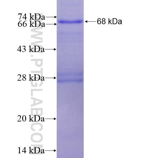 C7 fusion protein Ag11819 SDS-PAGE