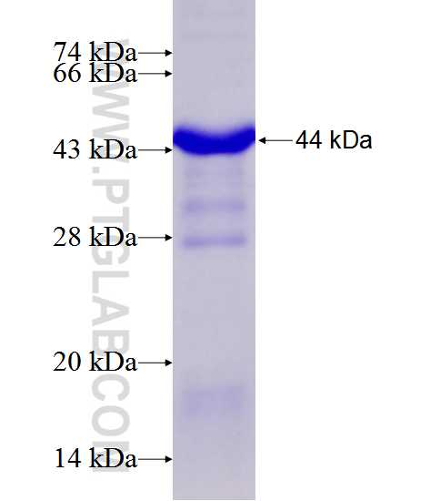 C7 fusion protein Ag12552 SDS-PAGE