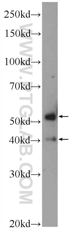Western Blot (WB) analysis of HEK-293 cells using C7orf10 Polyclonal antibody (21589-1-AP)