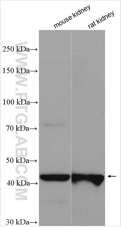 Western Blot (WB) analysis of various lysates using C7orf10 Polyclonal antibody (21589-1-AP)