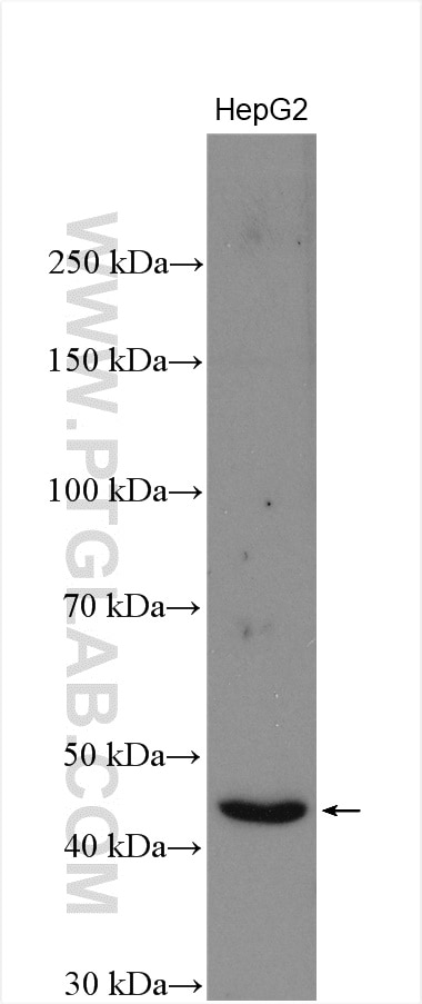 Western Blot (WB) analysis of HepG2 cells using C7orf10 Polyclonal antibody (21589-1-AP)