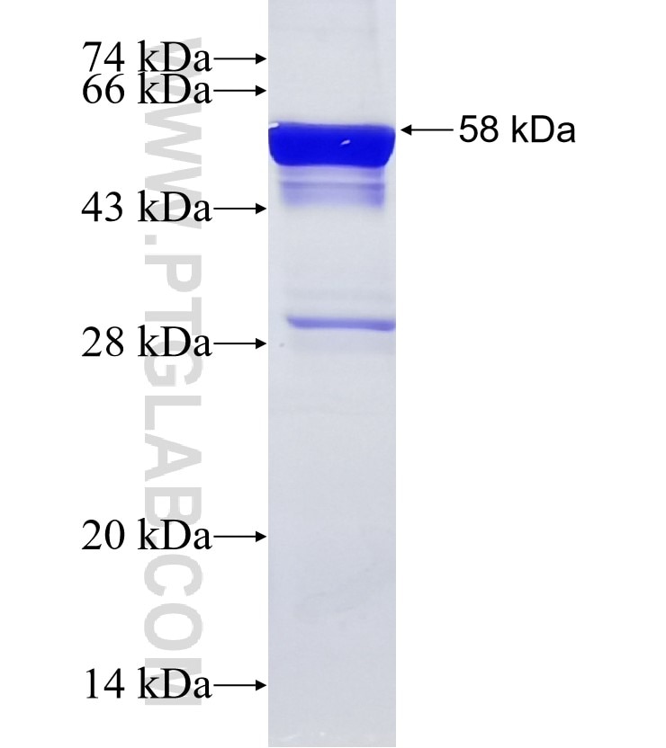 C7orf10 fusion protein Ag16159 SDS-PAGE