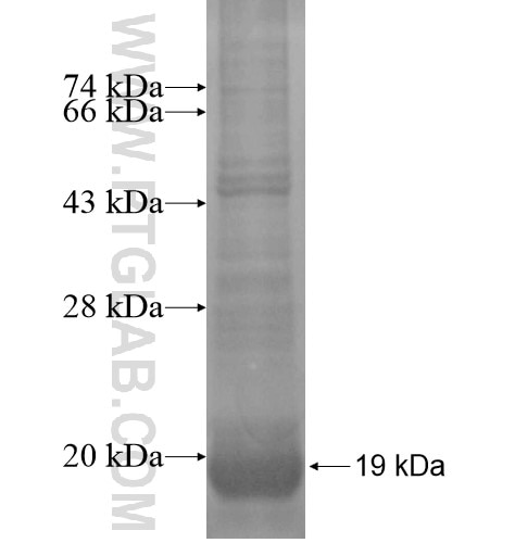 C7orf23 fusion protein Ag15092 SDS-PAGE
