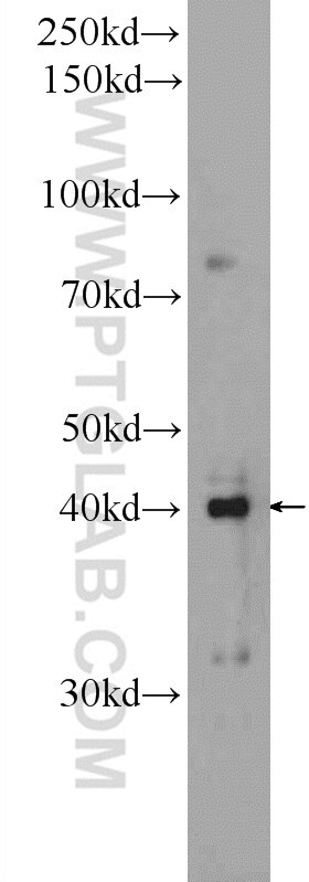 C7orf26