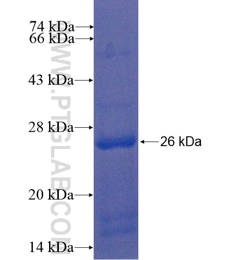 C7orf26 fusion protein Ag12678 SDS-PAGE