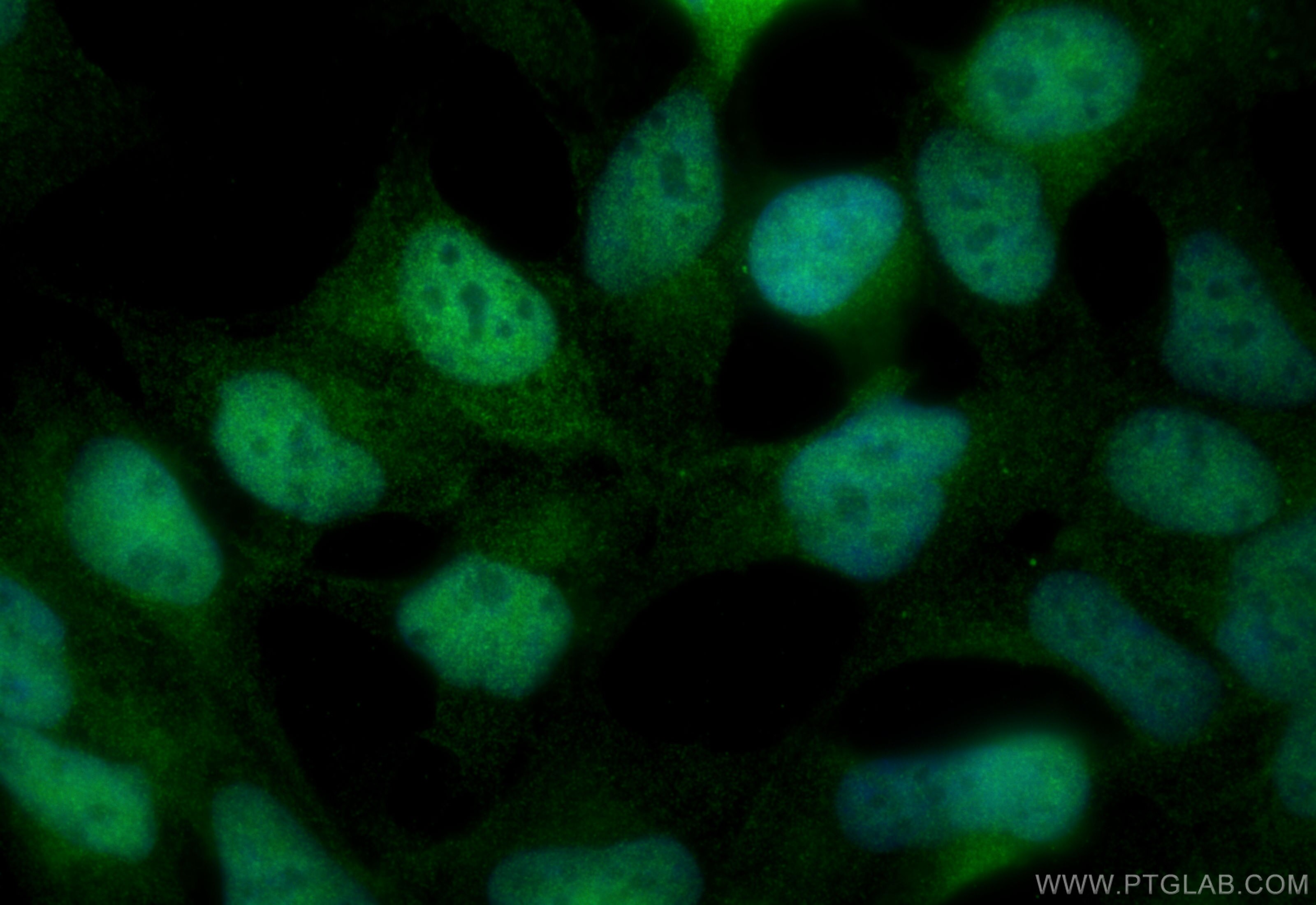Immunofluorescence (IF) / fluorescent staining of HEK-293 cells using C7orf27 Polyclonal antibody (31921-1-AP)