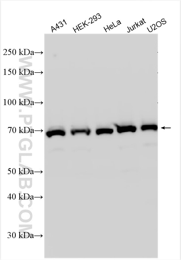 Western Blot (WB) analysis of various lysates using C7orf27 Polyclonal antibody (31921-1-AP)