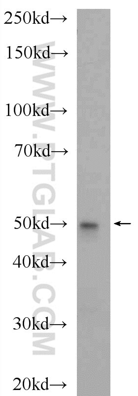 Western Blot (WB) analysis of NIH/3T3 cells using CCZ1 Polyclonal antibody (22159-1-AP)