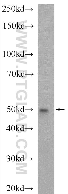 Western Blot (WB) analysis of NIH/3T3 cells using CCZ1 Polyclonal antibody (22159-1-AP)