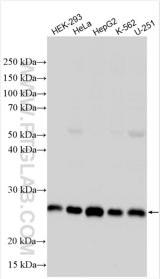 Western Blot (WB) analysis of various lysates using C7orf30 Polyclonal antibody (22838-1-AP)