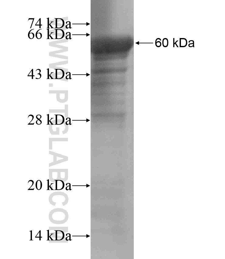 C7orf30 fusion protein Ag18286 SDS-PAGE