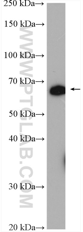Western Blot (WB) analysis of mouse testis tissue using C7orf31 Polyclonal antibody (24354-1-AP)