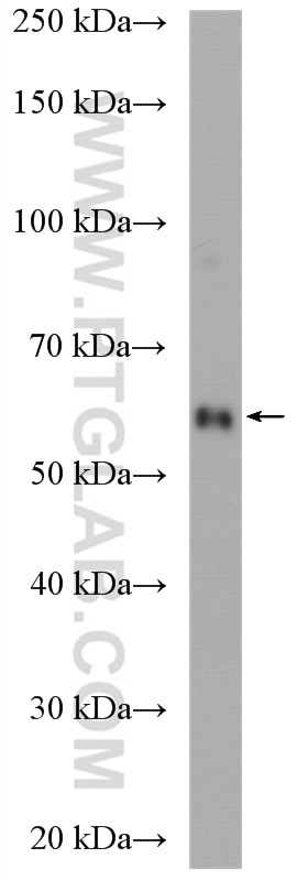 Western Blot (WB) analysis of rat testis tissue using C7orf31 Polyclonal antibody (24354-1-AP)