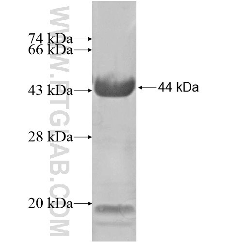 C7orf38 fusion protein Ag15630 SDS-PAGE
