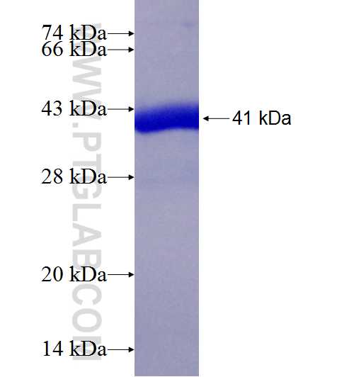 C7orf41 fusion protein Ag19932 SDS-PAGE