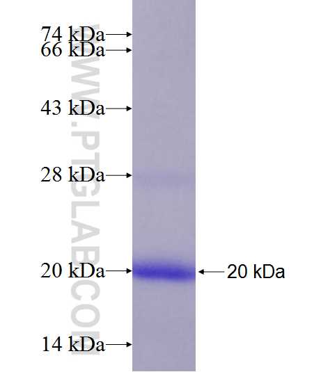 C7orf41 fusion protein Ag19948 SDS-PAGE