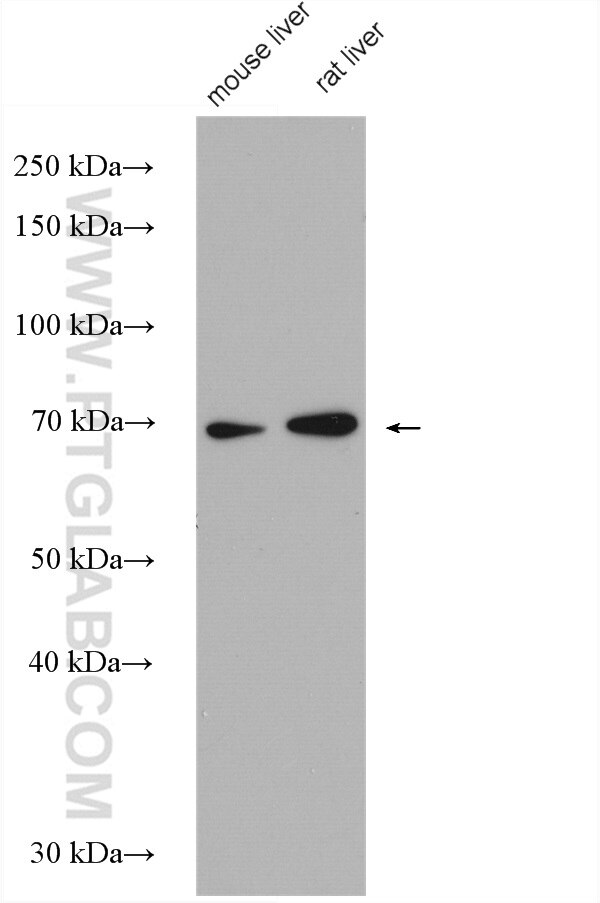 Western Blot (WB) analysis of various lysates using C7orf43 Polyclonal antibody (27790-1-AP)