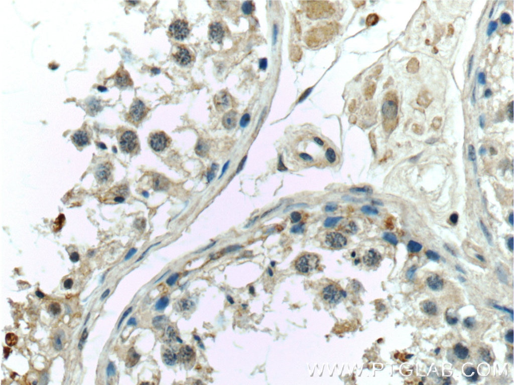 Immunohistochemistry (IHC) staining of human testis tissue using C7orf47 Polyclonal antibody (24214-1-AP)