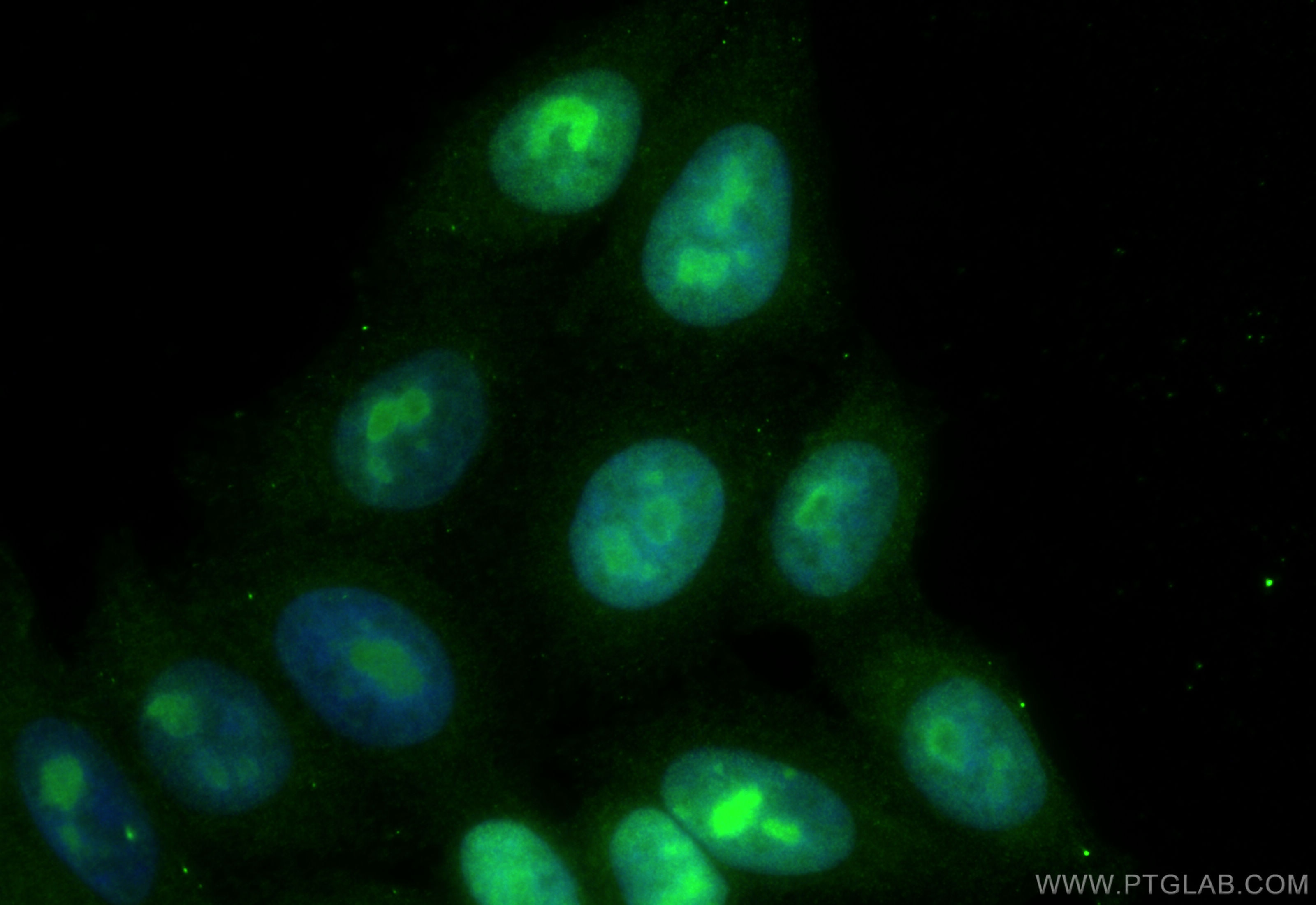 Immunofluorescence (IF) / fluorescent staining of HepG2 cells using C7orf50 Polyclonal antibody (20797-1-AP)
