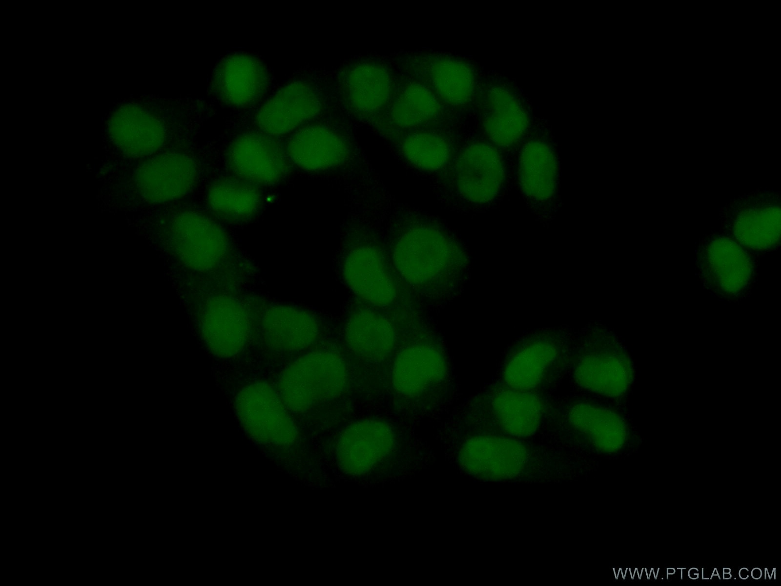Immunofluorescence (IF) / fluorescent staining of L02 cells using C7orf50 Polyclonal antibody (20797-1-AP)