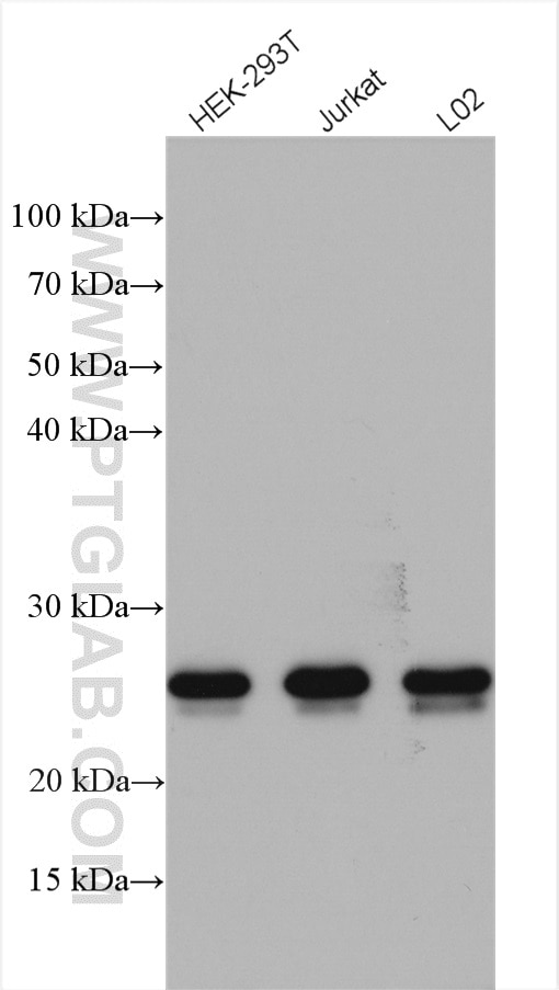 Western Blot (WB) analysis of various lysates using C7orf50 Polyclonal antibody (20797-1-AP)