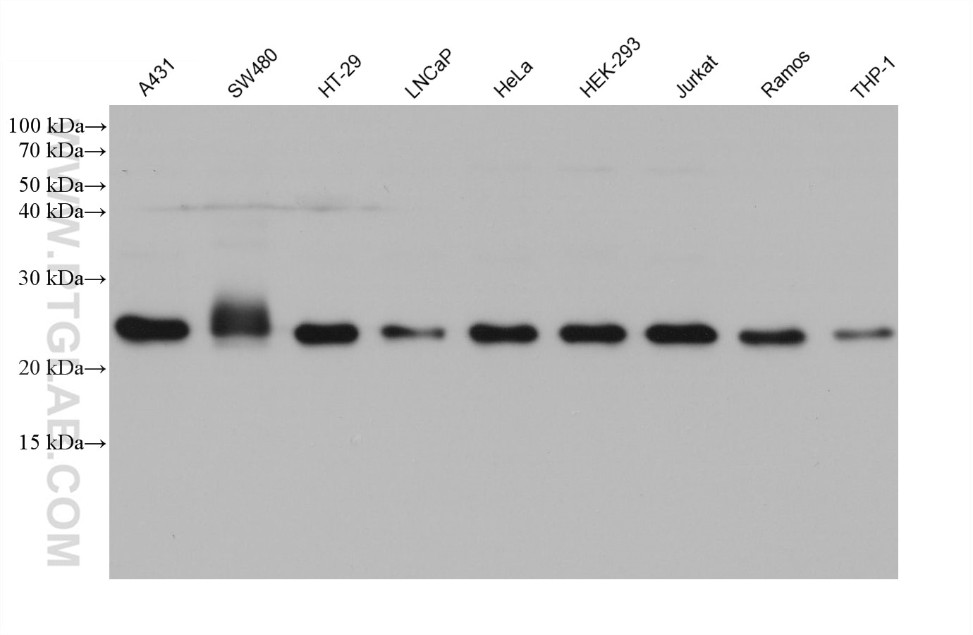Western Blot (WB) analysis of various lysates using C7orf50 Monoclonal antibody (68494-1-Ig)