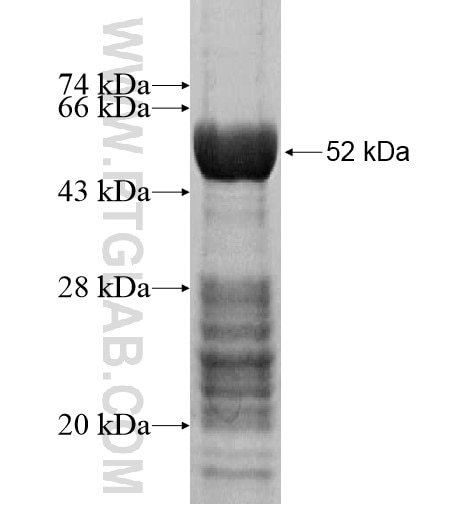 C7orf50 fusion protein Ag14709 SDS-PAGE