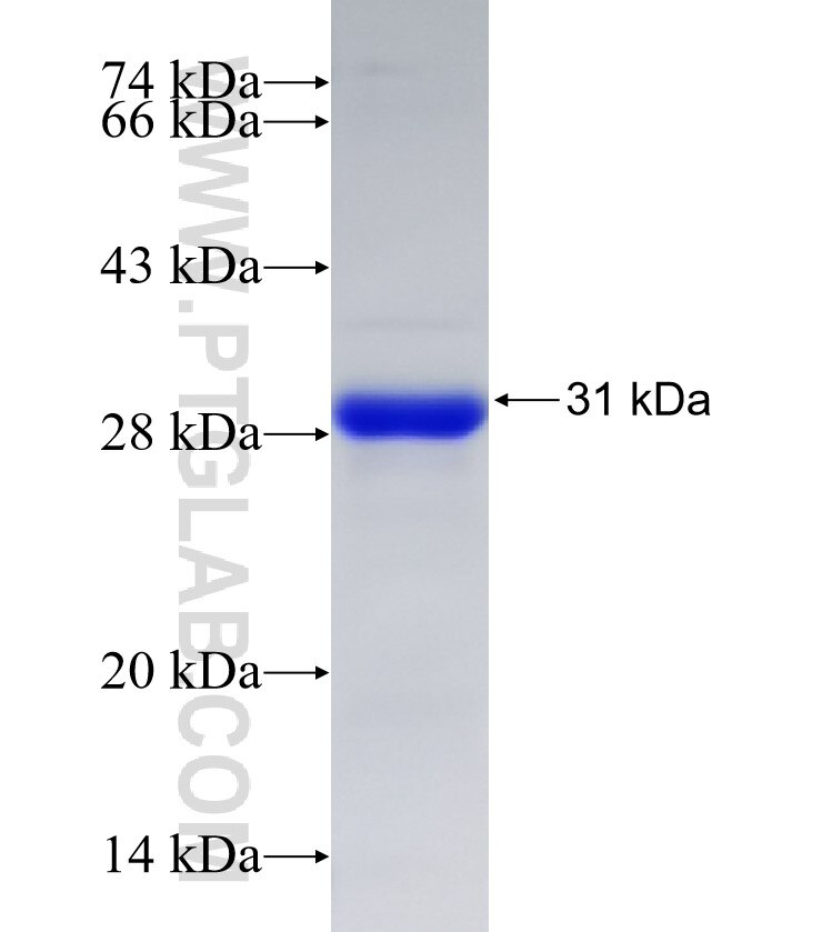 C7orf50 fusion protein Ag15142 SDS-PAGE