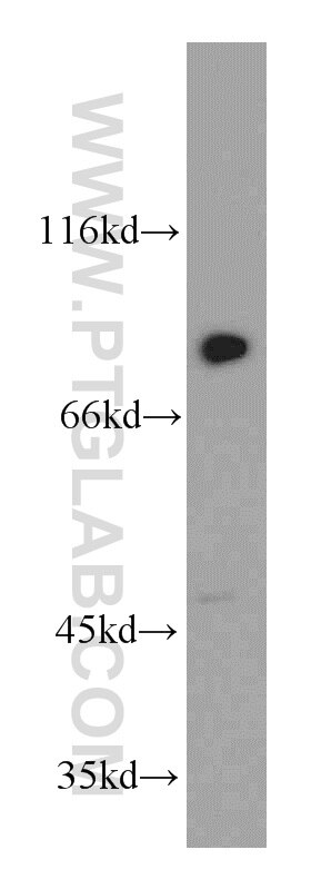 Western Blot (WB) analysis of L02 cells using C7orf58 Polyclonal antibody (20924-1-AP)