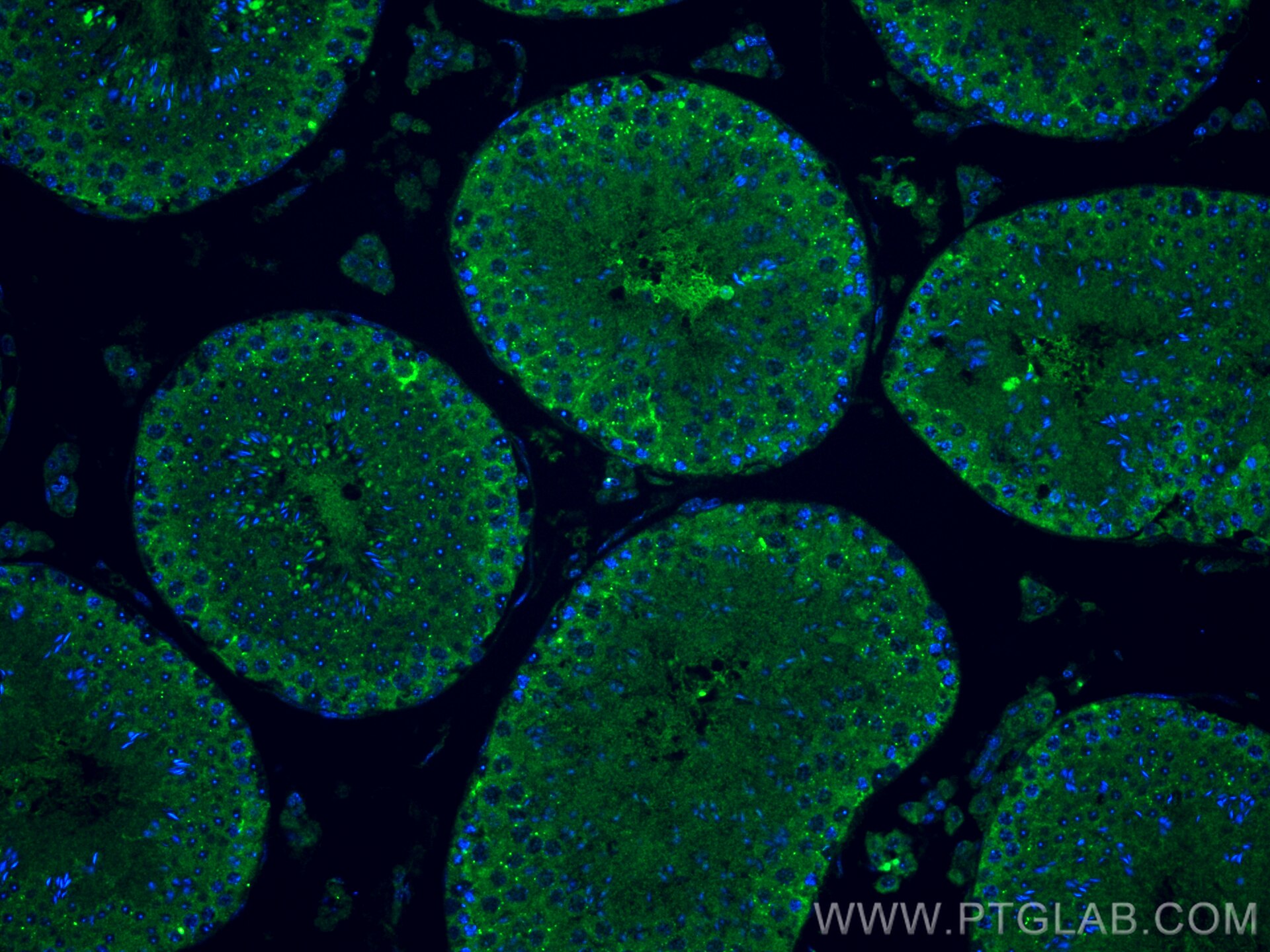 Immunofluorescence (IF) / fluorescent staining of mouse testis tissue using C7orf63 Polyclonal antibody (24001-1-AP)