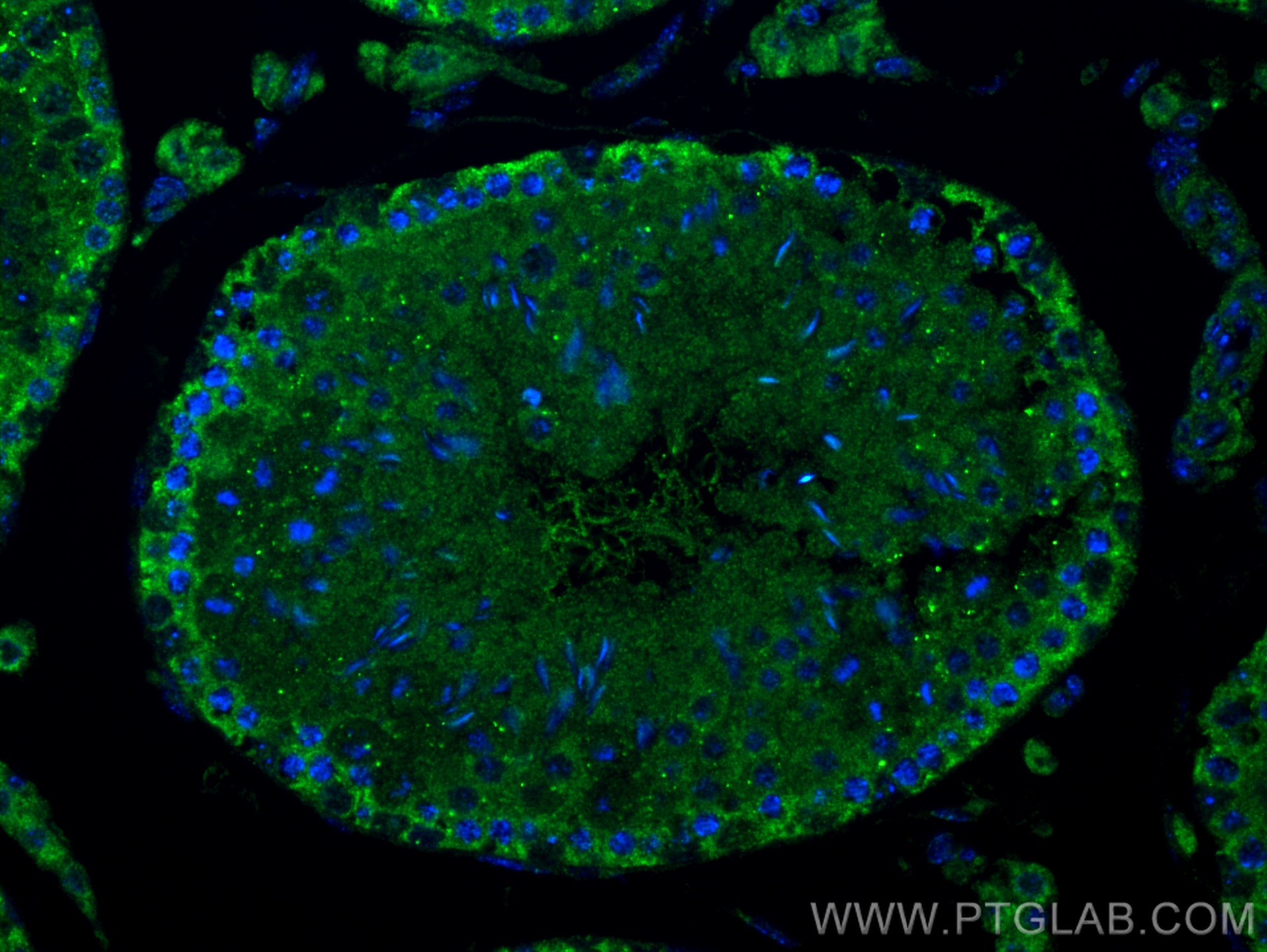 Immunofluorescence (IF) / fluorescent staining of mouse testis tissue using C7orf63 Polyclonal antibody (24001-1-AP)