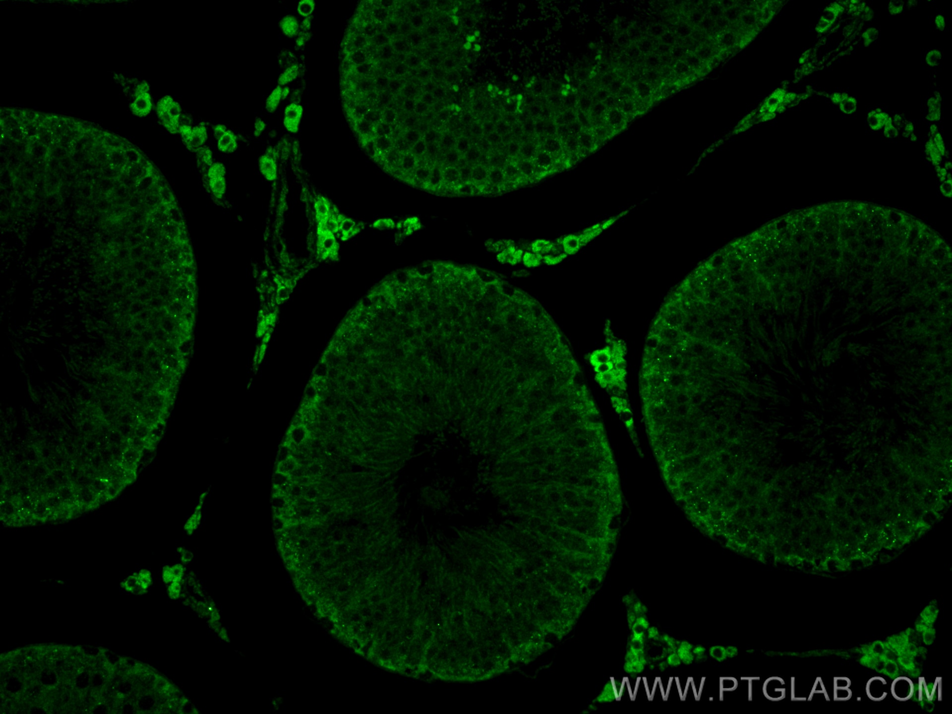 Immunofluorescence (IF) / fluorescent staining of rat testis tissue using C7orf63 Polyclonal antibody (24001-1-AP)