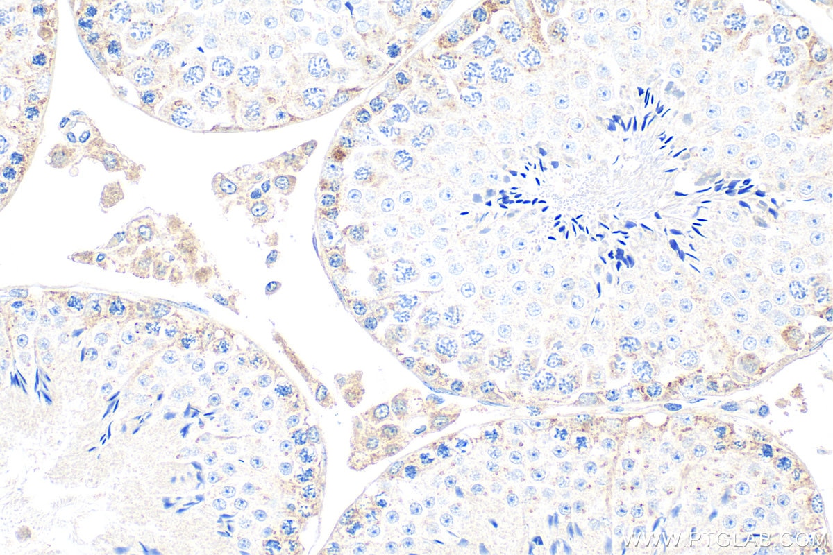 Immunohistochemistry (IHC) staining of mouse testis tissue using C7orf63 Polyclonal antibody (24001-1-AP)