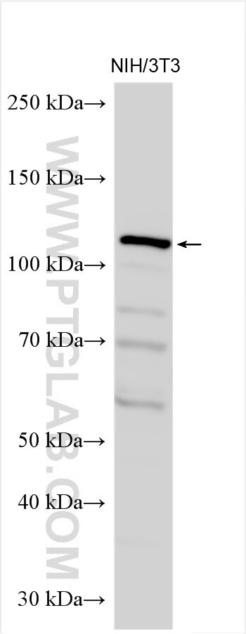 Western Blot (WB) analysis of NIH/3T3 cells using C7orf63 Polyclonal antibody (24001-1-AP)