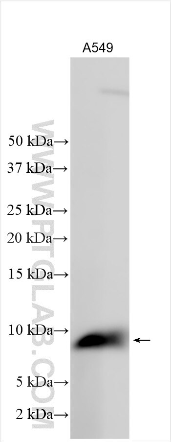 HIG2