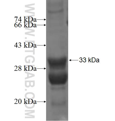 C7orf68 fusion protein Ag7829 SDS-PAGE
