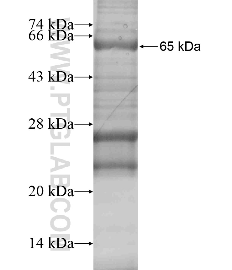C8A fusion protein Ag18056 SDS-PAGE