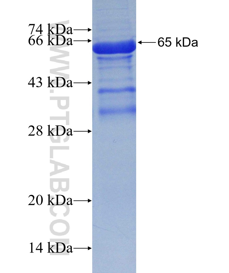 C8A fusion protein Ag18056 SDS-PAGE