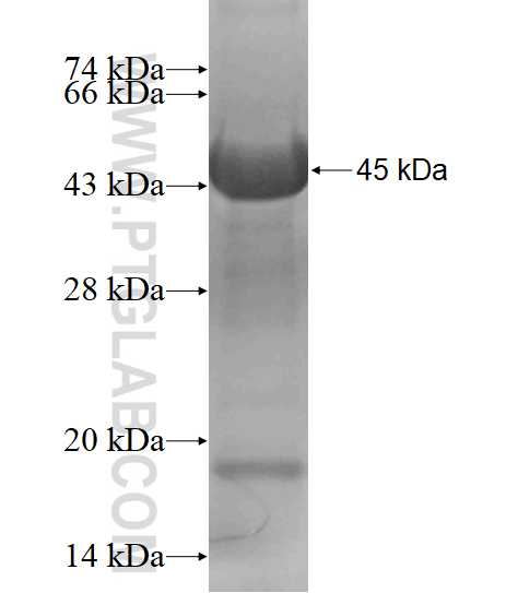 C8A fusion protein Ag18389 SDS-PAGE