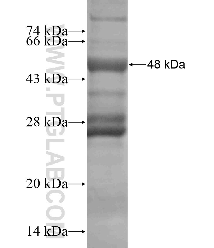 C8G fusion protein Ag17949 SDS-PAGE