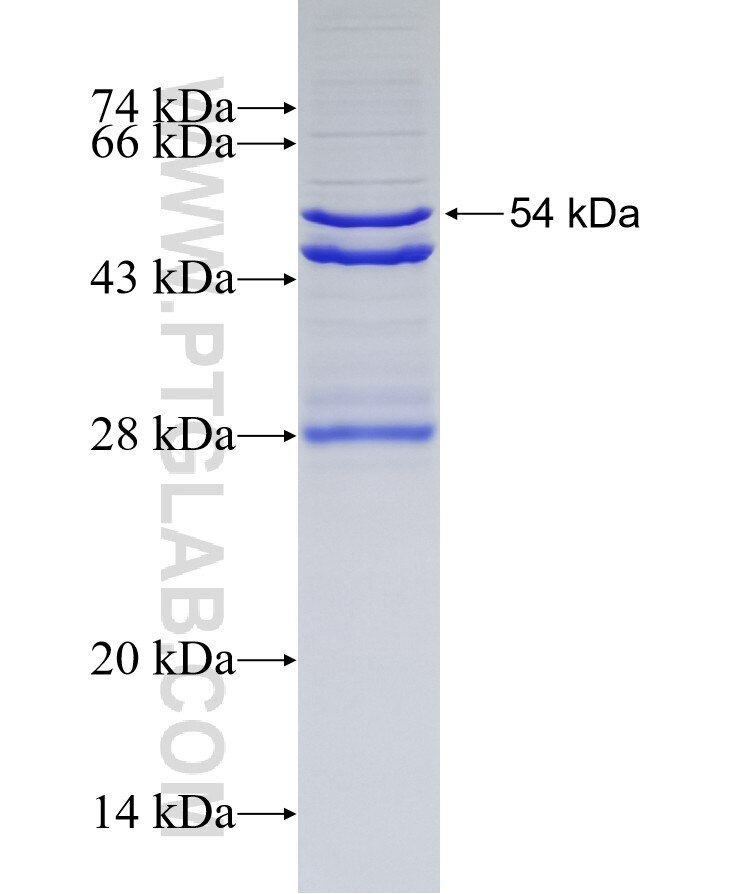 C8G fusion protein Ag17949 SDS-PAGE