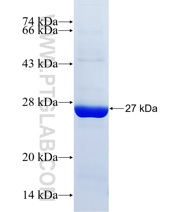 C8G fusion protein Ag18261 SDS-PAGE