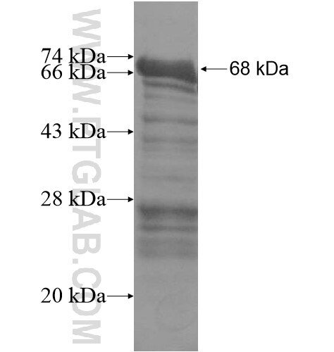 C8orf34 fusion protein Ag15332 SDS-PAGE