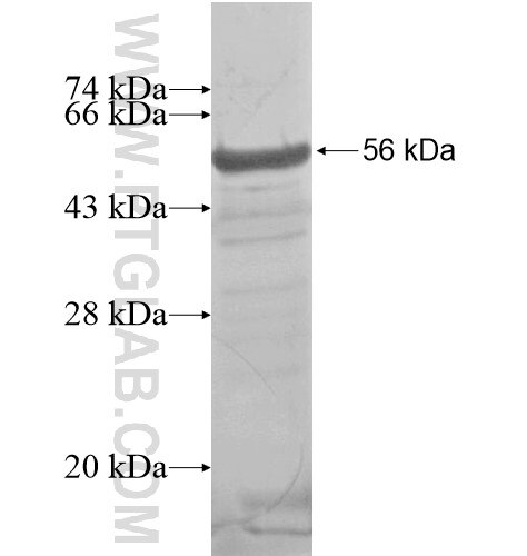 C8orf34 fusion protein Ag15876 SDS-PAGE